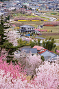 这个据说是青岛的樱花小镇，看起来不太像。