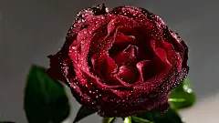 玫瑰花_花卉壁纸_花朵_玫瑰_娇艳玫瑰_Flickr壁纸_玫瑰艳丽_2014年25周壁纸精选_桌面壁纸_爱壁纸HD