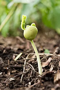 土壤中的绿色小植物。