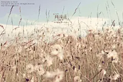 █不忘初心，方得始终。█————魂牵梦萦北海道 - 旅行天下 - 淘宝论坛 - 淘宝网 #小清新# #壁纸#