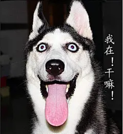 哈士奇表情大全！装逼必备，拿走不谢！ : 　　哈士奇，彻彻底底的逗逼！小编实在忍不了，自制了一套二哈的逗逼表情包！聊天装逼必备武器，尤其是家有二哈的主儿们，拿走不谢啦！ 　　 　　hiahia~TM笑死我了！ 　　 　　憋说话，舌吻我！ 　　 　　走开啊，逗