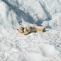 polar bear lying on ice