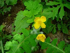 4.四川金罂粟 Stylophorum sutchuense  罂粟科 金罂粟属。四川金罂粟实在不算罂粟，你看，都不是罂粟属的嘛。秃疮花和白屈菜虽然名字不济但都比这挂着罂粟名字的家伙好看。五大三粗浑身长长白毛的四川金罂粟在罂粟中就像金丝猴群中的雪怪。