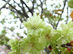 记忆深处采集到那些花