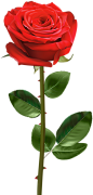 免抠素材-鲜花-玫瑰花-PNG-素材
