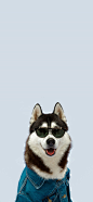 [2436×1125]哈士奇 二哈 墨镜 汪星人 宠物 可爱 苹果手机壁纸图片