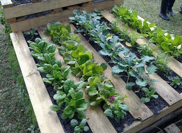 Pallet garden