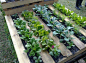 Pallet garden