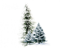 冬天的松树 —— 1设计素材网