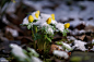 冬菟葵 Eranthis hyemalis 毛茛科 菟葵属
Winter aconite in snow dress by Klaus Heinemann on 500px