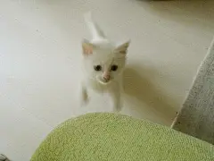 白吉小猫