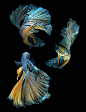 Strikingly Beautiful Siamese Fighting Fish Dance in Dark Waters by Visarute Angkatavanich: 