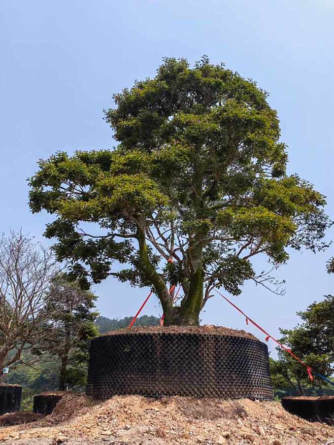 造型红果冬青