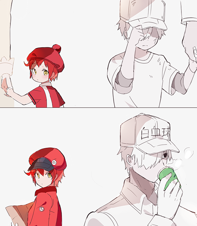 工作细胞白血球红血球