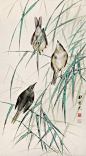 田世光花鸟作品欣赏