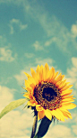 Sunflowers on a hot summer day.: 