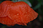 全部尺寸 | Poppy with Raindrops | Flickr - 相片分享！