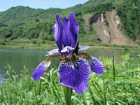 紫色鸢尾花