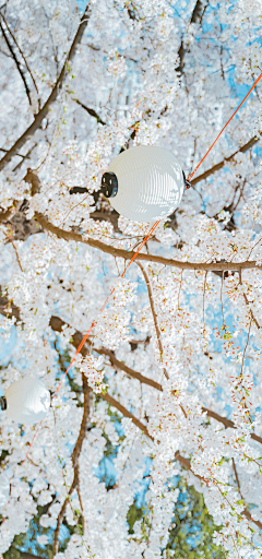 moliko采集到那些花儿
