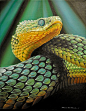 Atheris is a genus of venomous vipers found only in tropical subsaharan Africa, excluding southern Africa. Confined to rain forest areas, many members have isolated and fragmented distributions: 