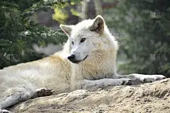 美丽的和危险的