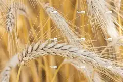 谷物 桌面背景 原野 4K壁纸 全高清壁纸 特写 自然 Mac壁纸