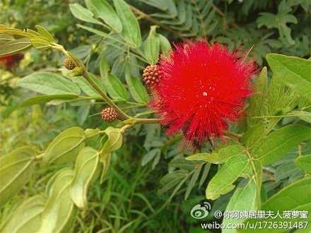 朱缨花（红绒球，美蕊花）-花瓣网