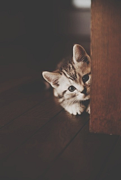 瓠貍·滟采集到猫星人