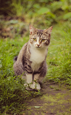 狸花一只春带雨采集到猫