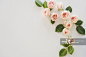 Pink roses on white background_创意图片