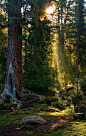 Forest: 