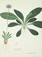 Primula denticulata - Nathaniel Wallich - Kew Gardens Botanical Prints - Kew Botanical Prints