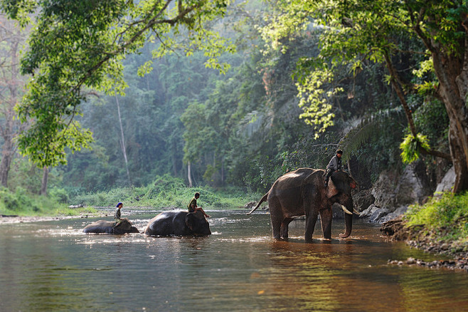 Elephant family