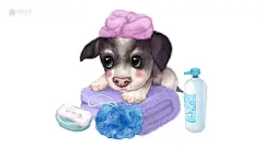 小吉娃娃的沐浴时间到了，洗得香喷喷的，好可爱！