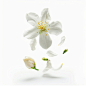 A jasmine flower flying in the air, white background, realistic style, food photography,