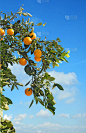 熟的,橙子,枝,垂直画幅,水果,无人,维生素,户外,果园,农业