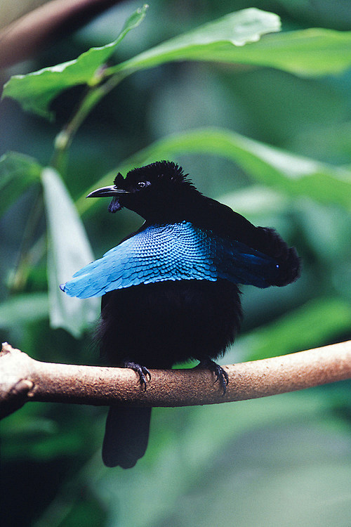 雀形目极乐鸟科华美极乐鸟属华美极乐鸟