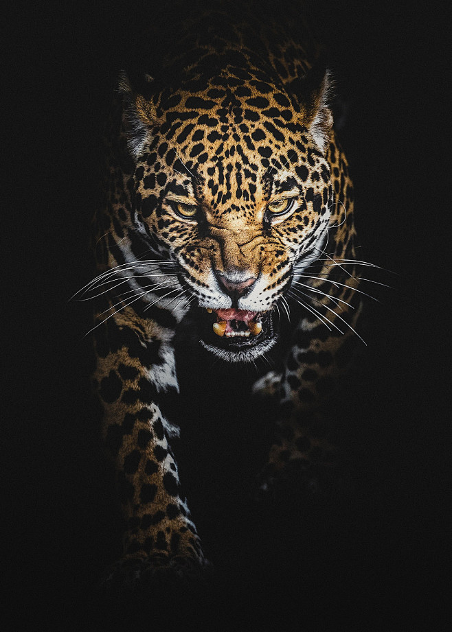 ^ 豹。