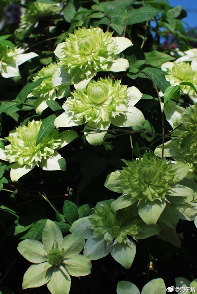 铁线莲绿玉 春早知进口c2大苗开 团,话.