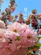 关山樱，花色深紫粉，花朵大型，花瓣35枚以上，花朵繁茂，花梗长，花朵下垂，嫩叶铜红色，是中国最广布的晚樱种类。