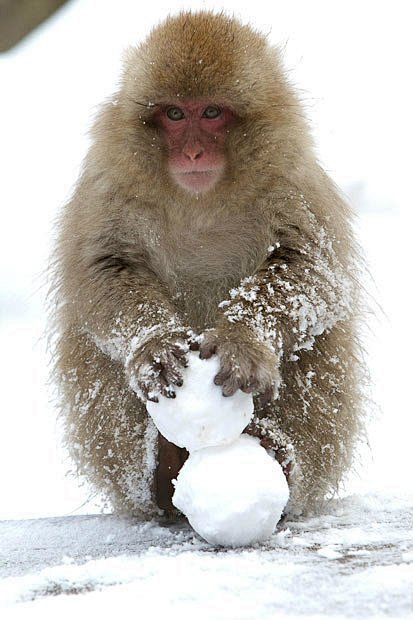 在雪地里疯狂堆雪球打闹的日本雪猴，隔着屏...