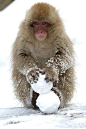 在雪地里疯狂堆雪球打闹的日本雪猴，隔着屏幕都能感受到他们的幸福和快乐！啊啊啊啊啊实在是太萌了！ ​​​​