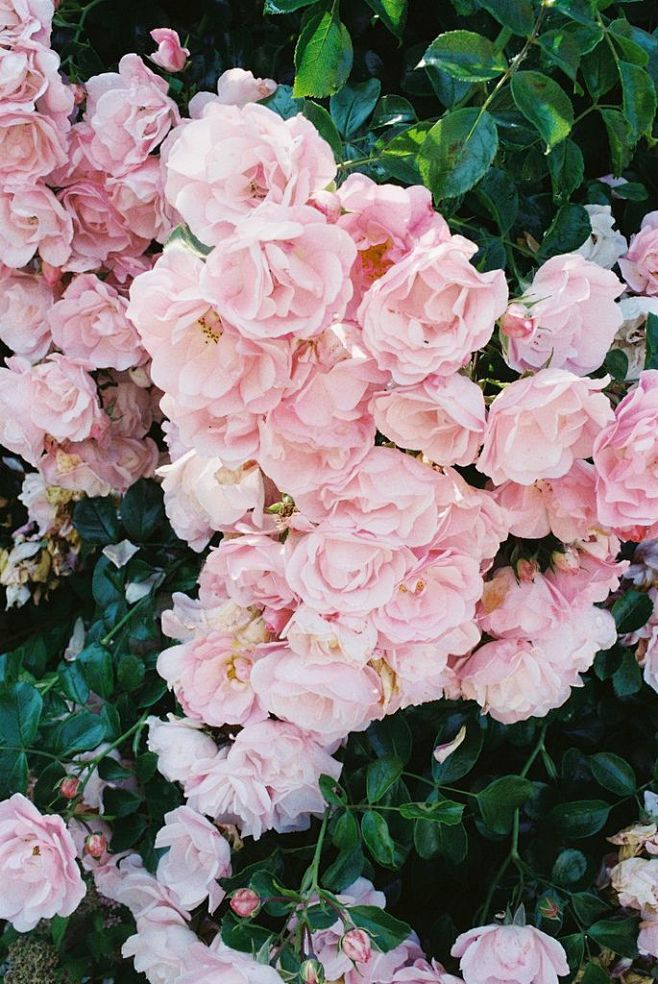 roses