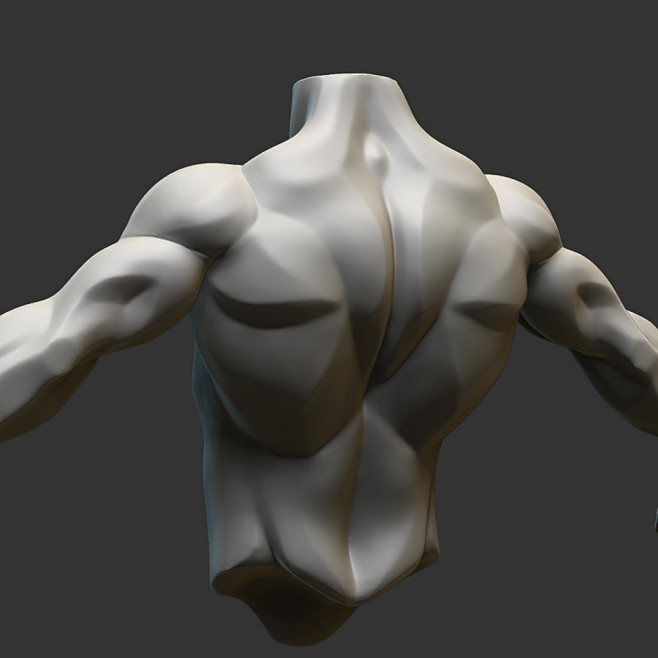 Torso - Stylized ana...