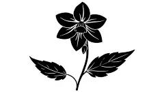 图源免费EPS文件 |风铃草轮廓矢量插画