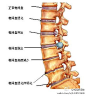 //@医学美图: 转发微博