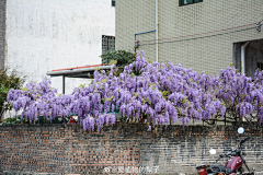 纱羽采集到花之藤