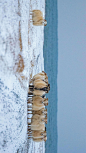 冰岛羊 (© John Porter LRPS/Alamy)

2019-12-12

 3408