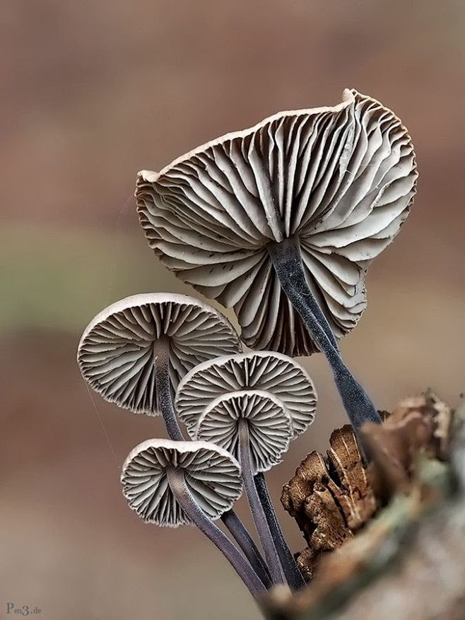 mushroom lamella by ...