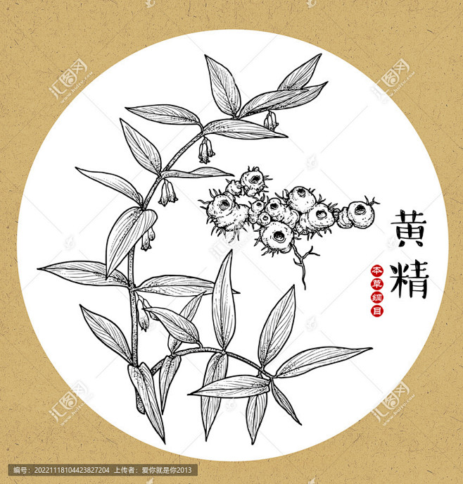 黄精 黄精子 黄精线描 龙衔 中草药包装...
